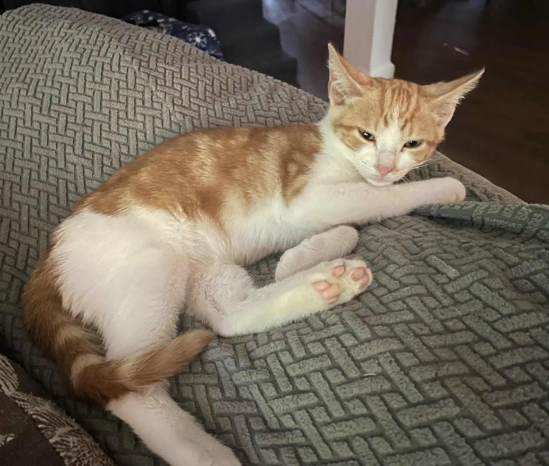 Ranger - Domestic Short Hair