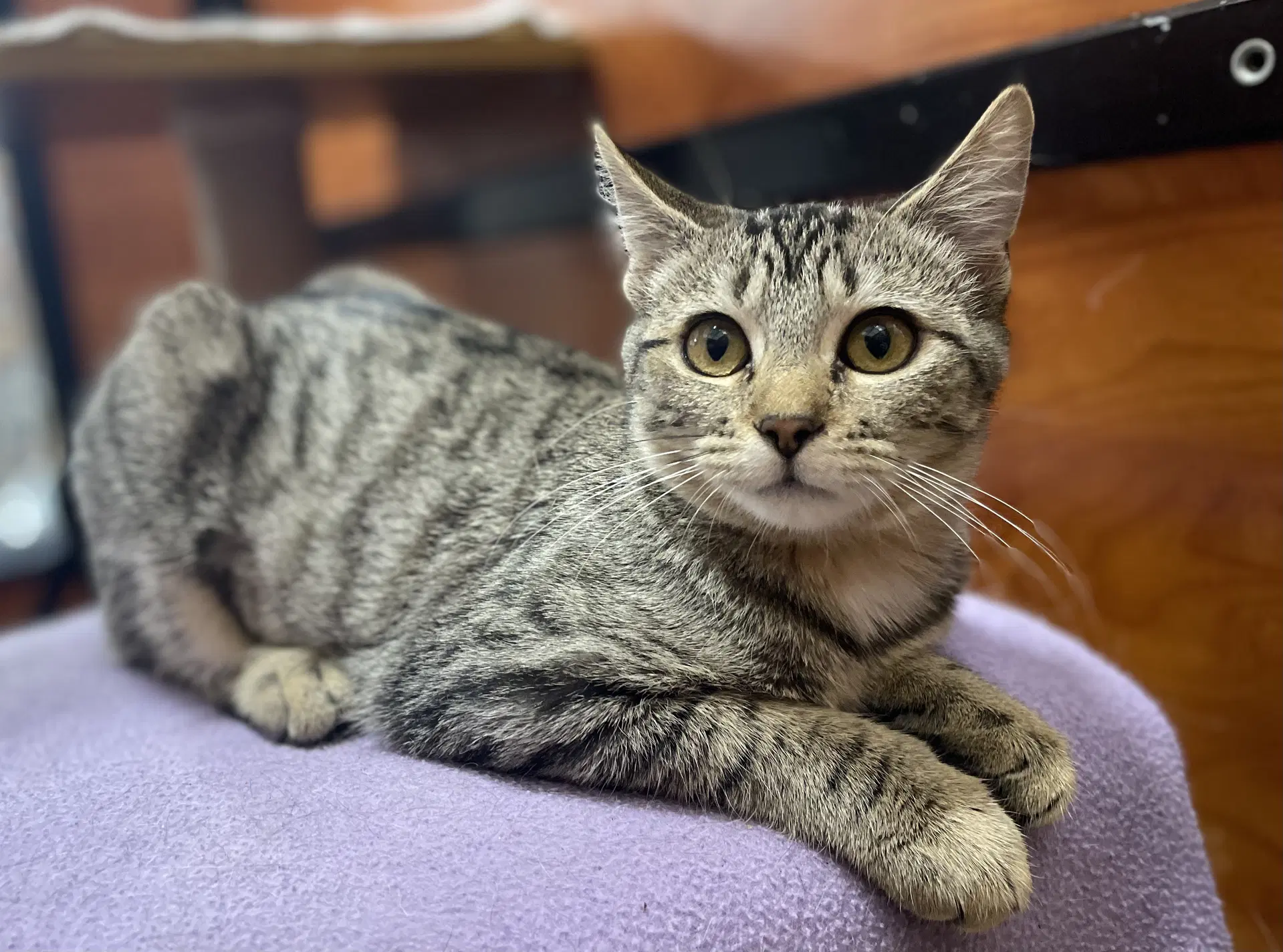 Alison - Tabby