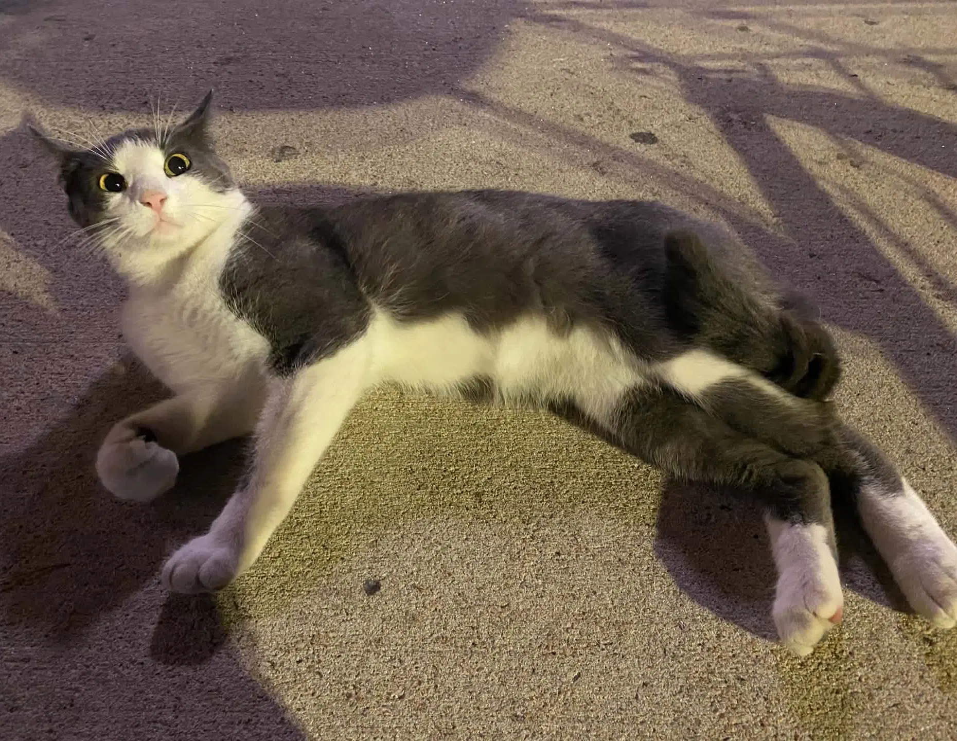 Bernie Kroger - Domestic Short Hair