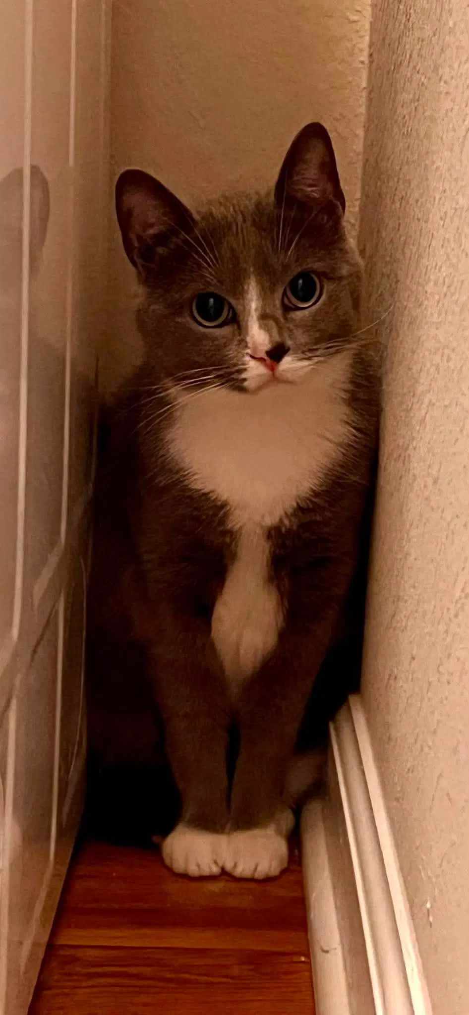 Mulan - Russian Blue