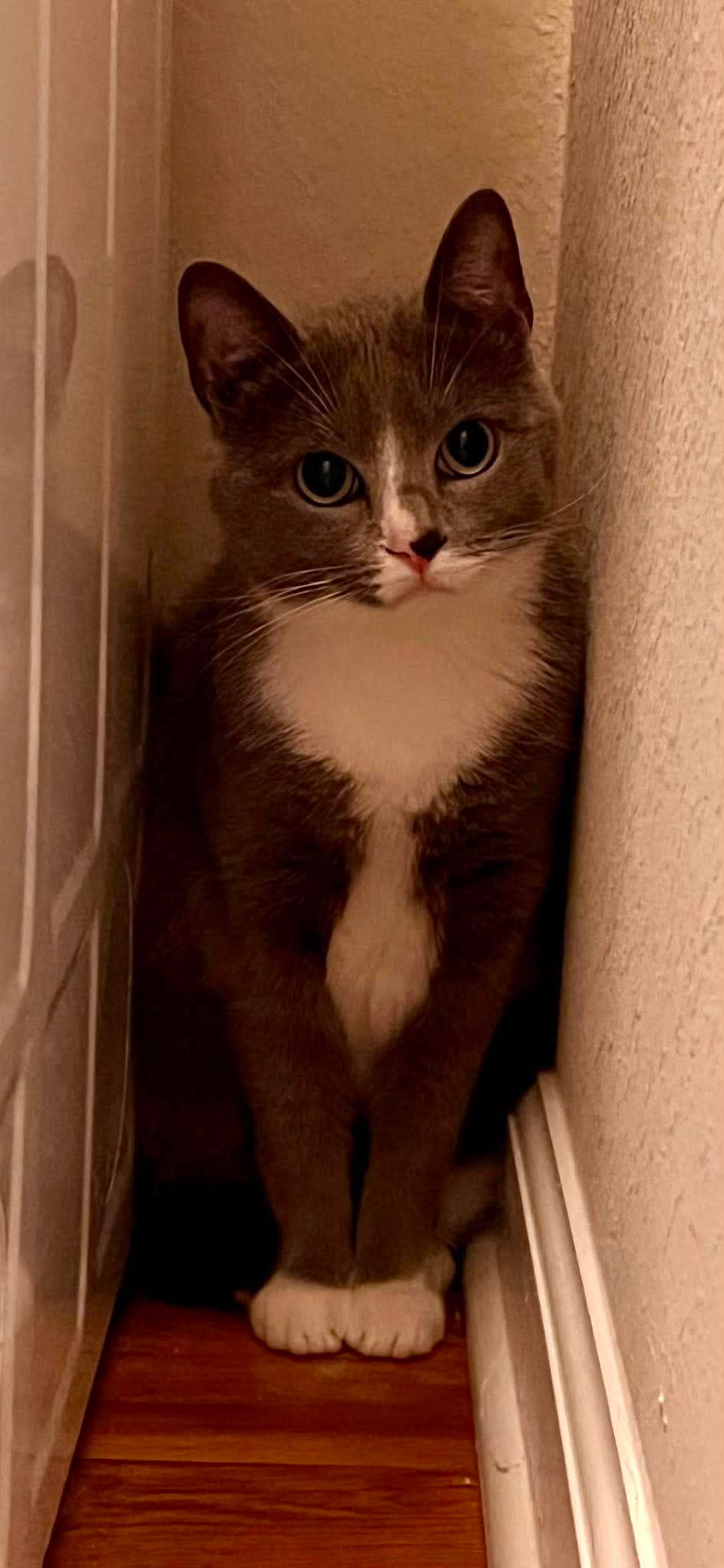Mulan