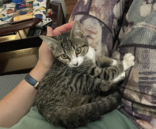 Orla, a cat for adoption from 9 Lives Cat Rescue of Oxford MS