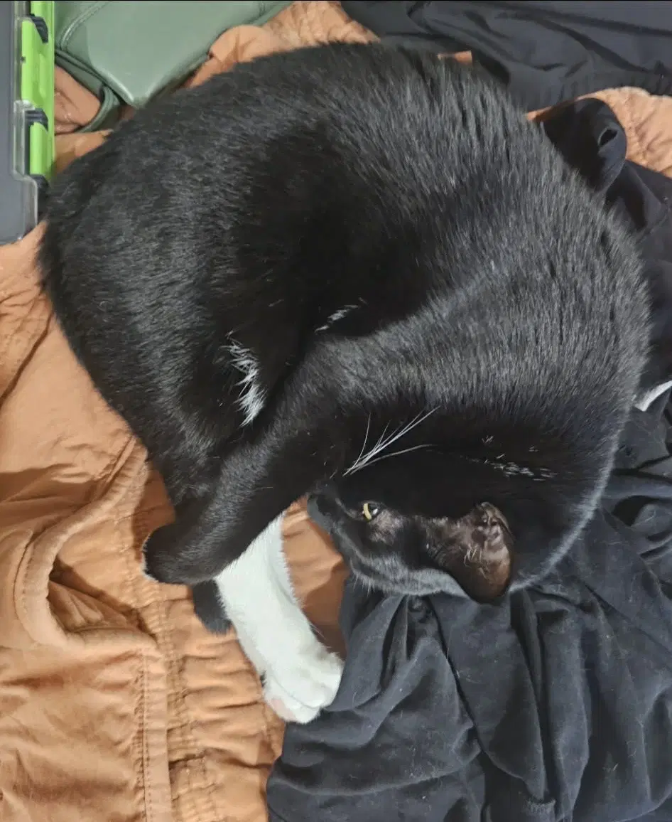 Scully - Domestic Short Hair