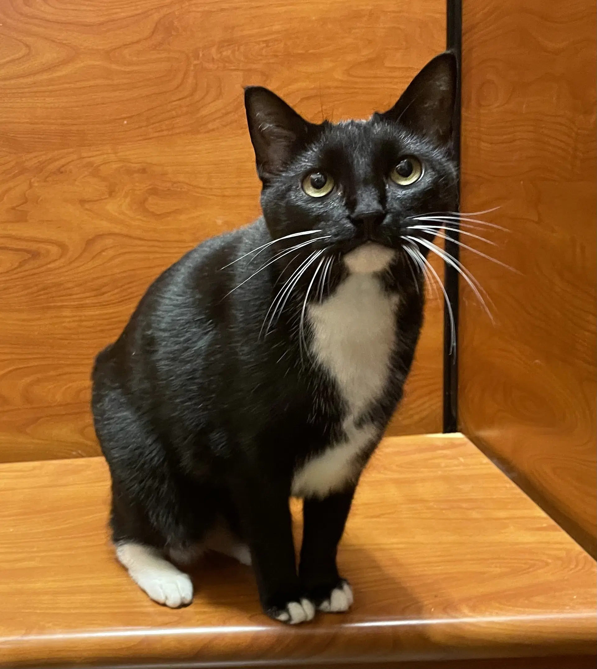 Scully - Domestic Short Hair