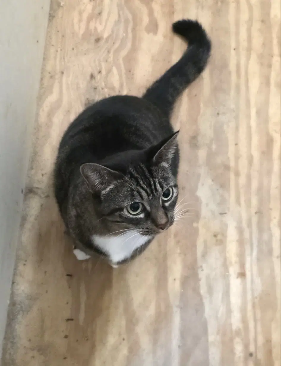 Stevie - Domestic Short Hair