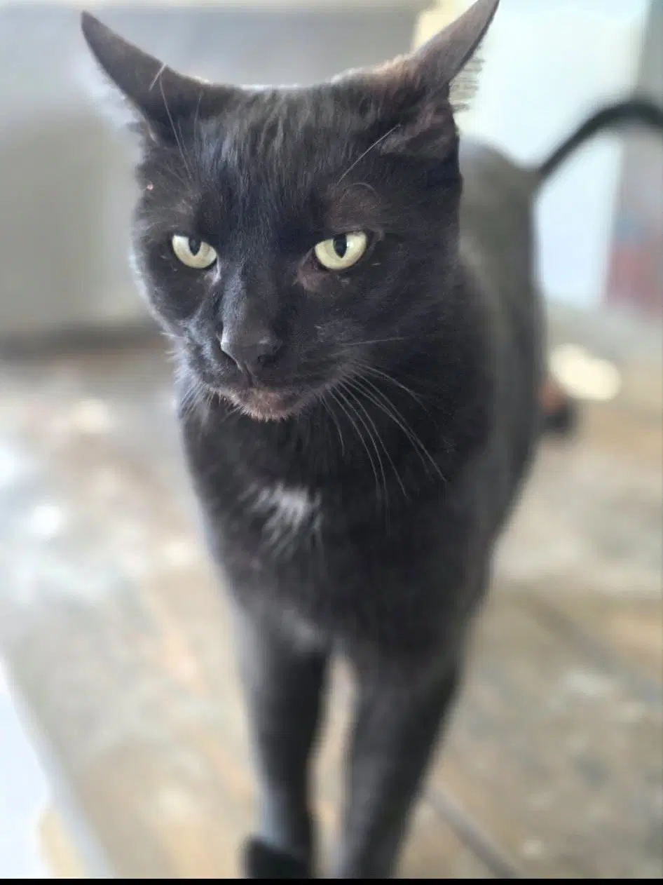 Spider - Domestic Short Hair