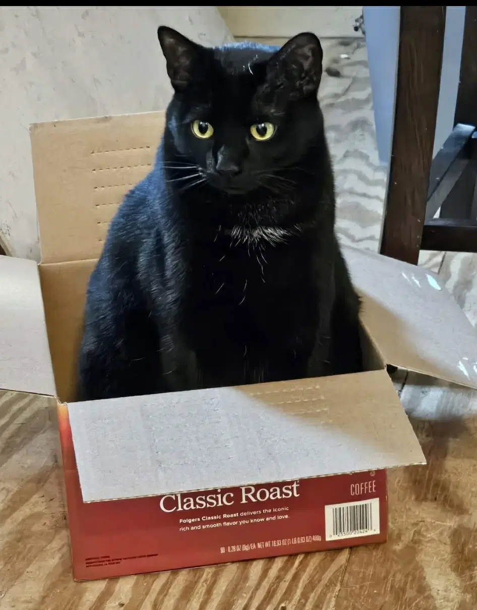 Oscar - Domestic Short Hair