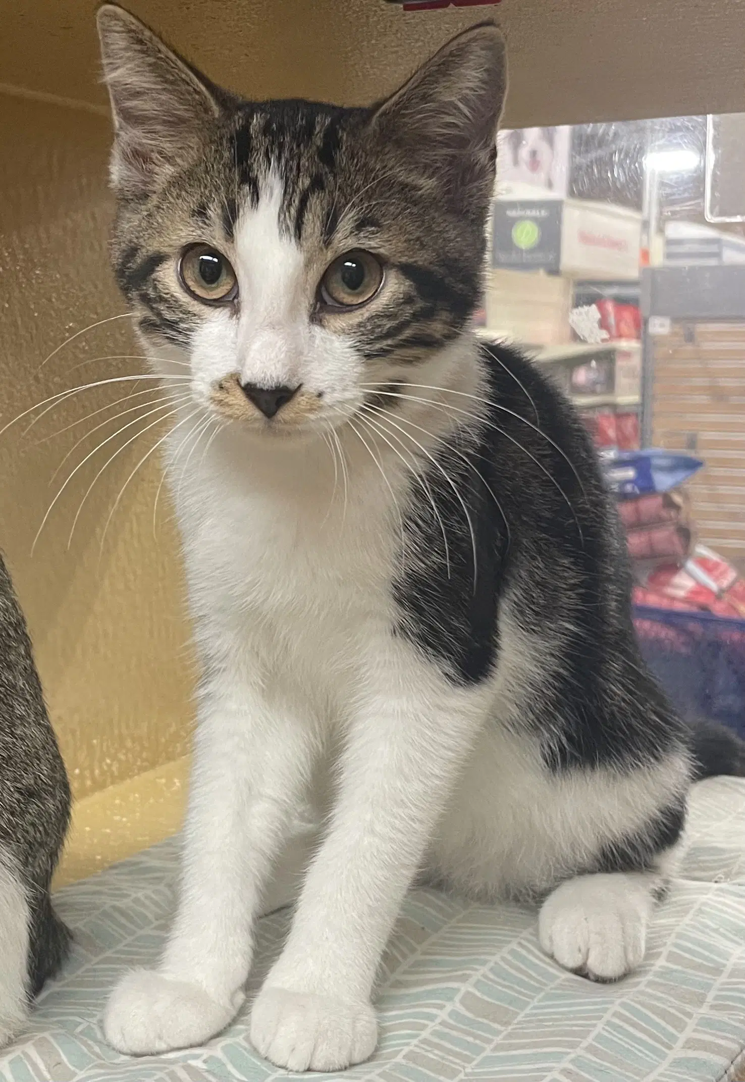Basil - Tabby