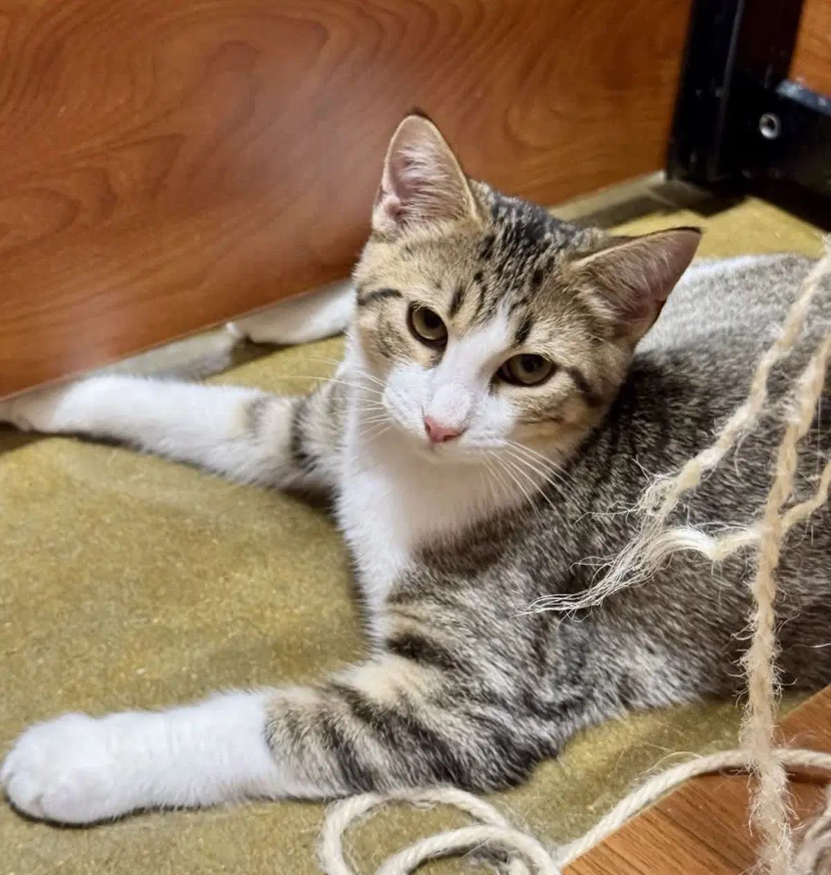 Sage - Tabby