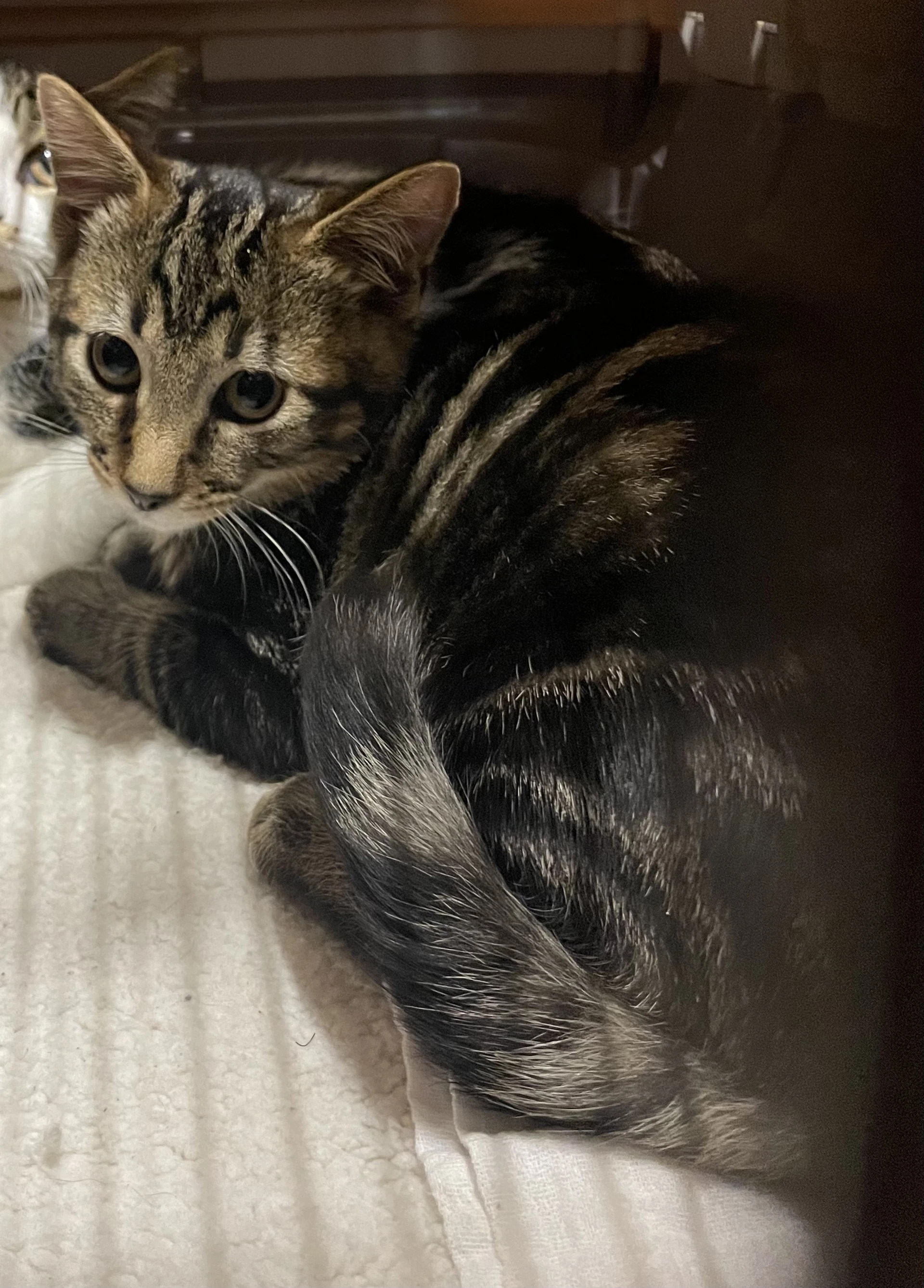 Pepper