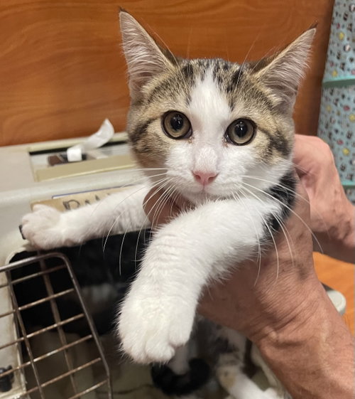 picture of the cat needing adoption