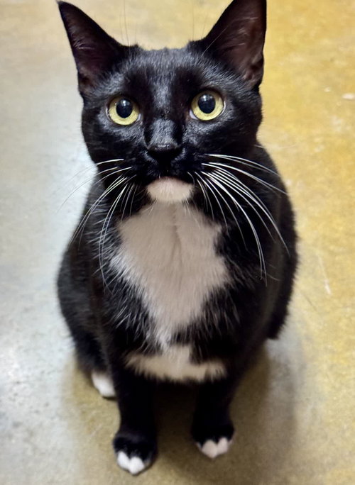 picture of the cat needing adoption