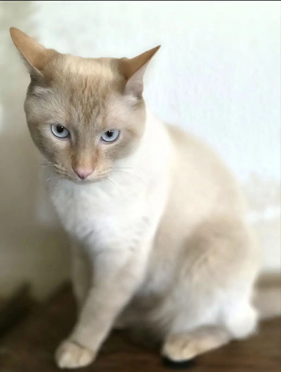 River - Siamese