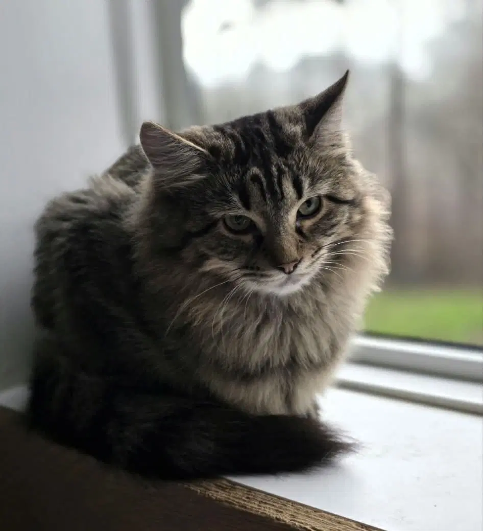Harley - Domestic Short Hair