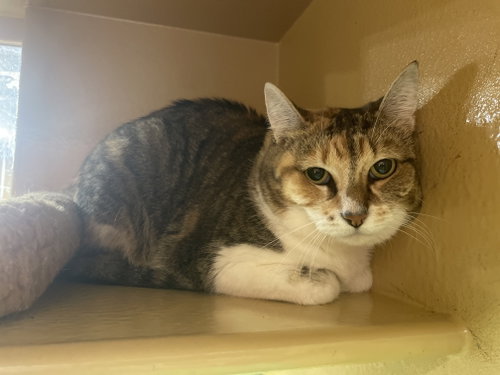 picture of the cat needing adoption