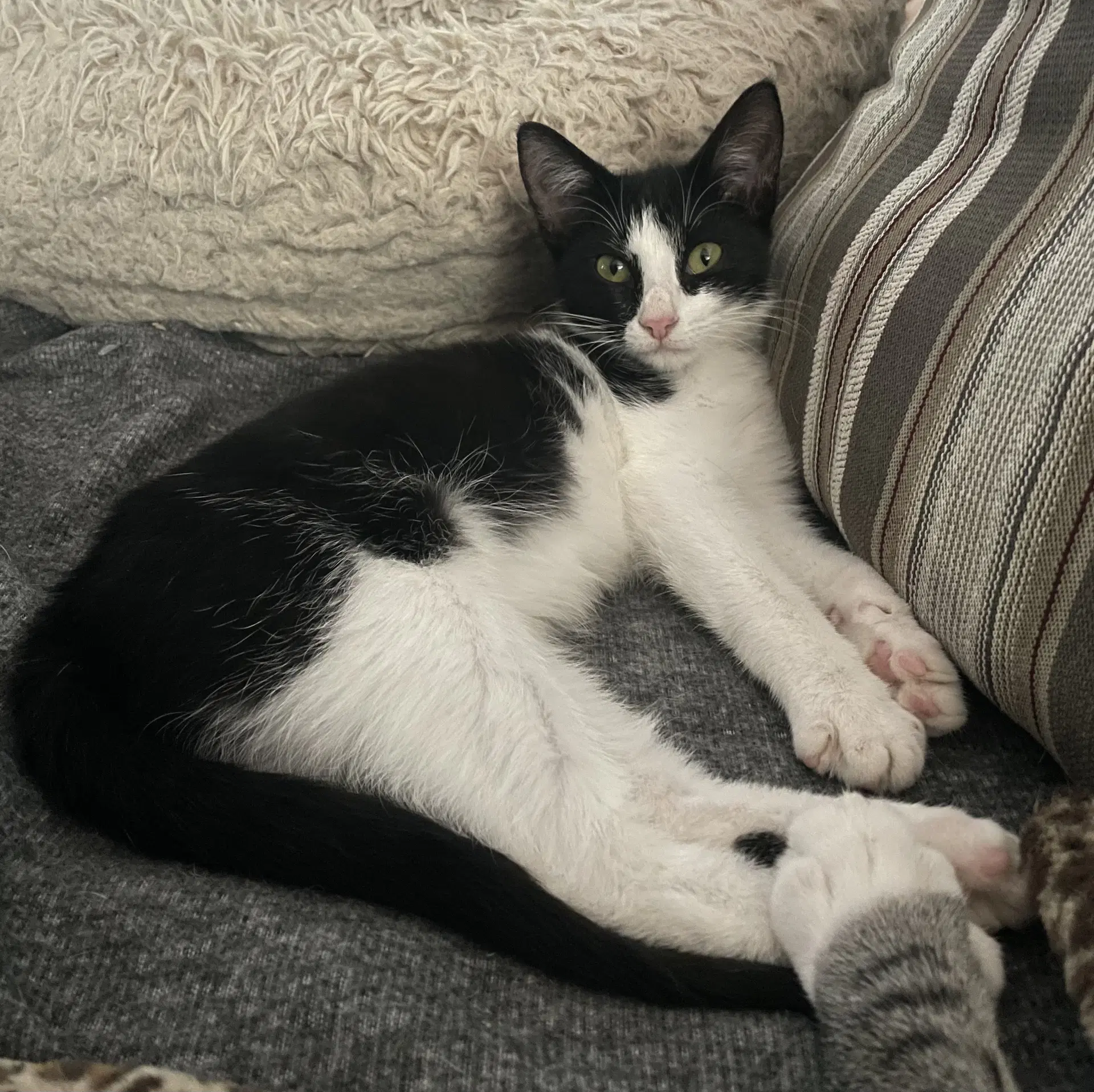 Bunbun - Domestic Short Hair