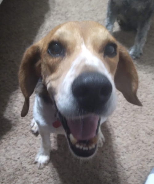Bocephus (BoBo)