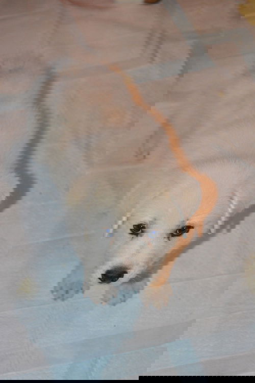 Nanuk