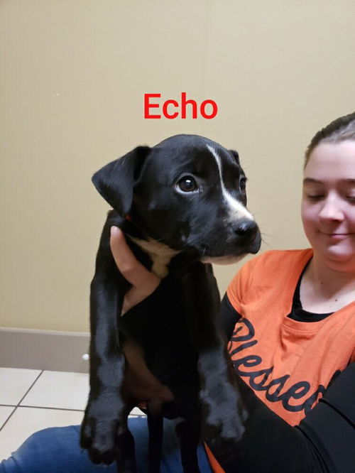 Echo