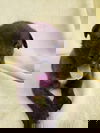 Askoka