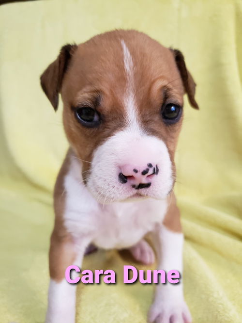 Cara Dune