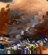 Clove