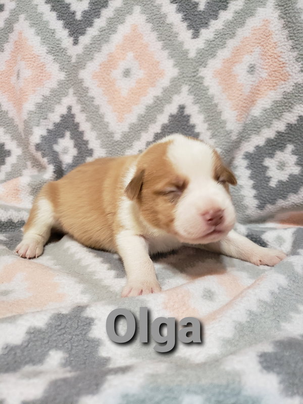 Olga