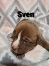 Sven