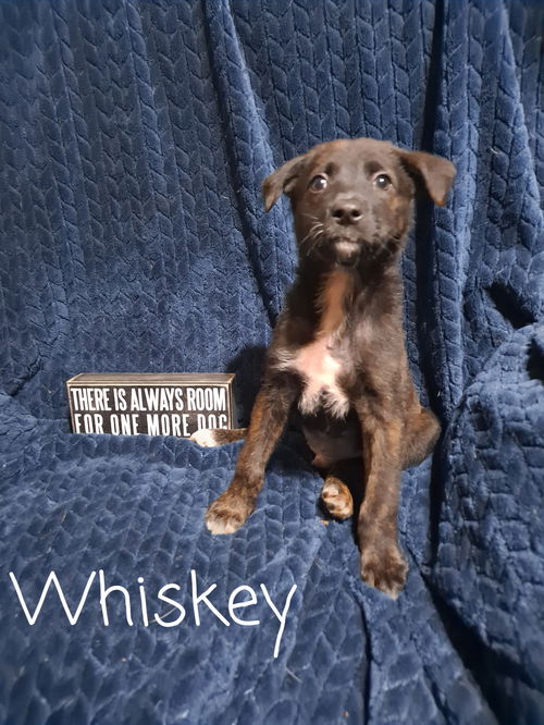 Whiskey