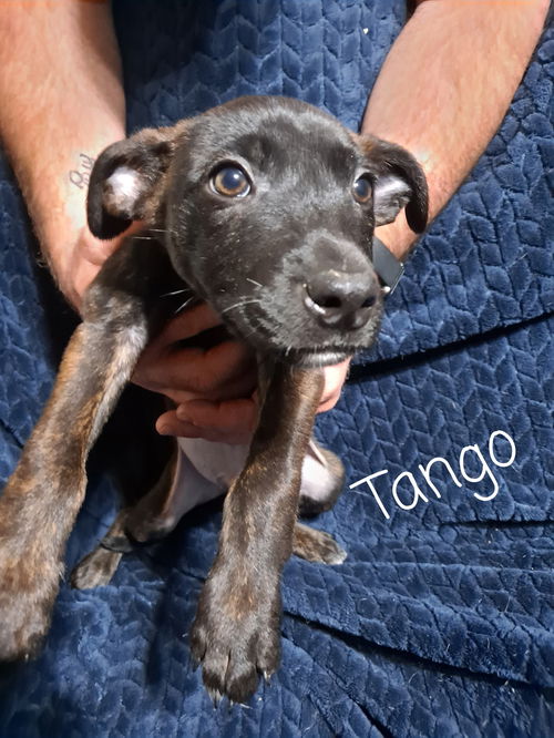 Tango