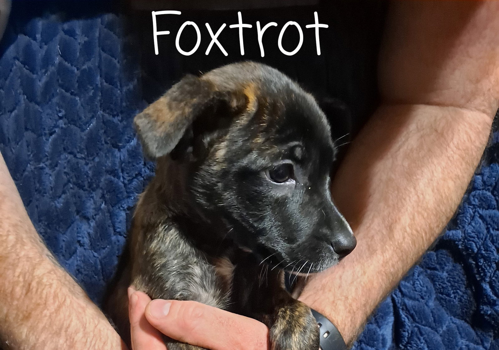 Dog adoption in Poplar Bluff, MO 63901 Jack Russell Terrier Dog "Foxtrot"
