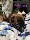 Petunia