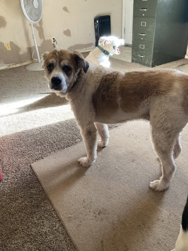 Rufus