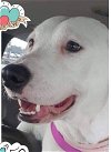 adoptable Dog in  named Piper