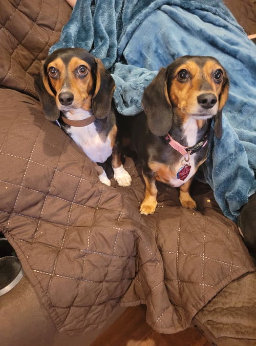 Chloe & Mini