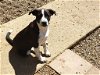 adoptable Dog in poplar bluff, MO named Shirley