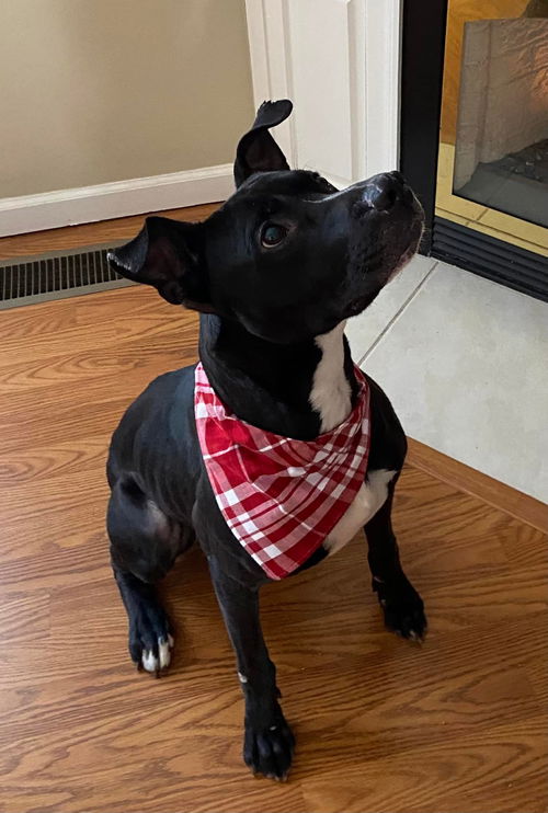 Brad Pittie