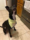 Brad Pittie