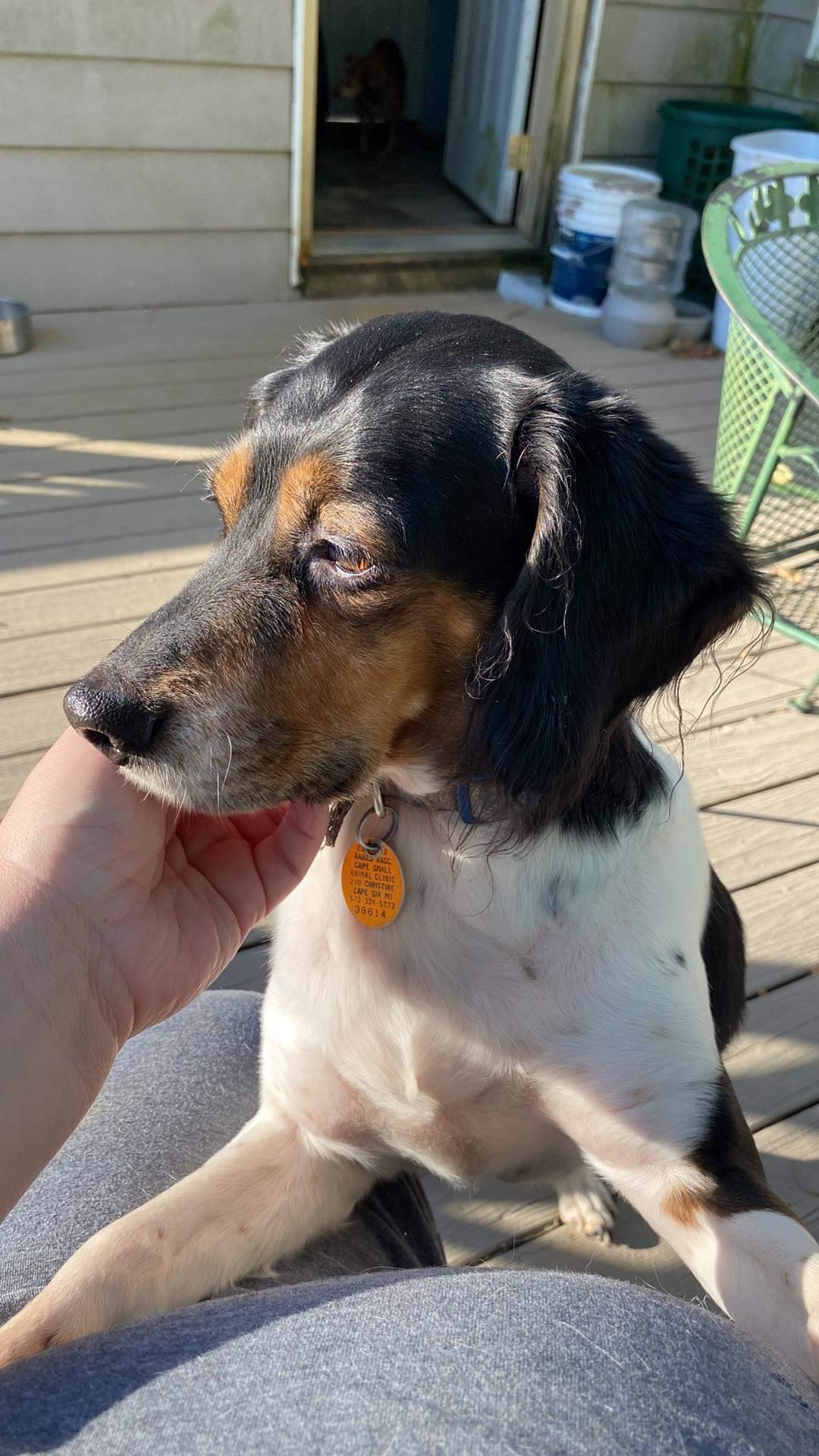 Dog for Adoption Ralphie, a Springer Spaniel in Poplar Bluff, MO