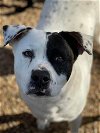adoptable Dog in poplar bluff, MO named Oreo