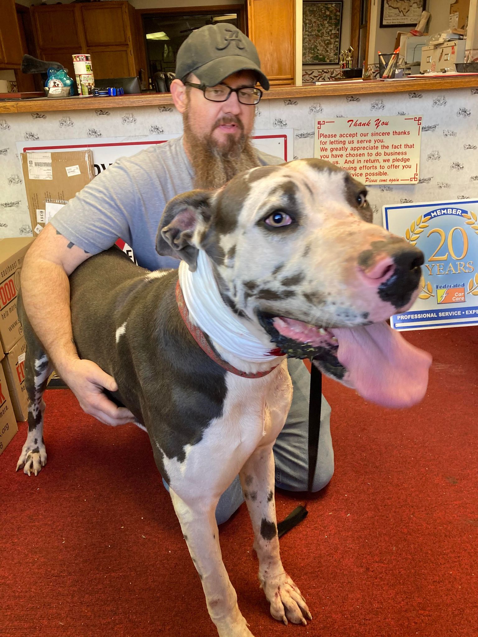 Dog for Adoption - Atticus, a Great Dane in Sikeston, MO | Alpha Paw