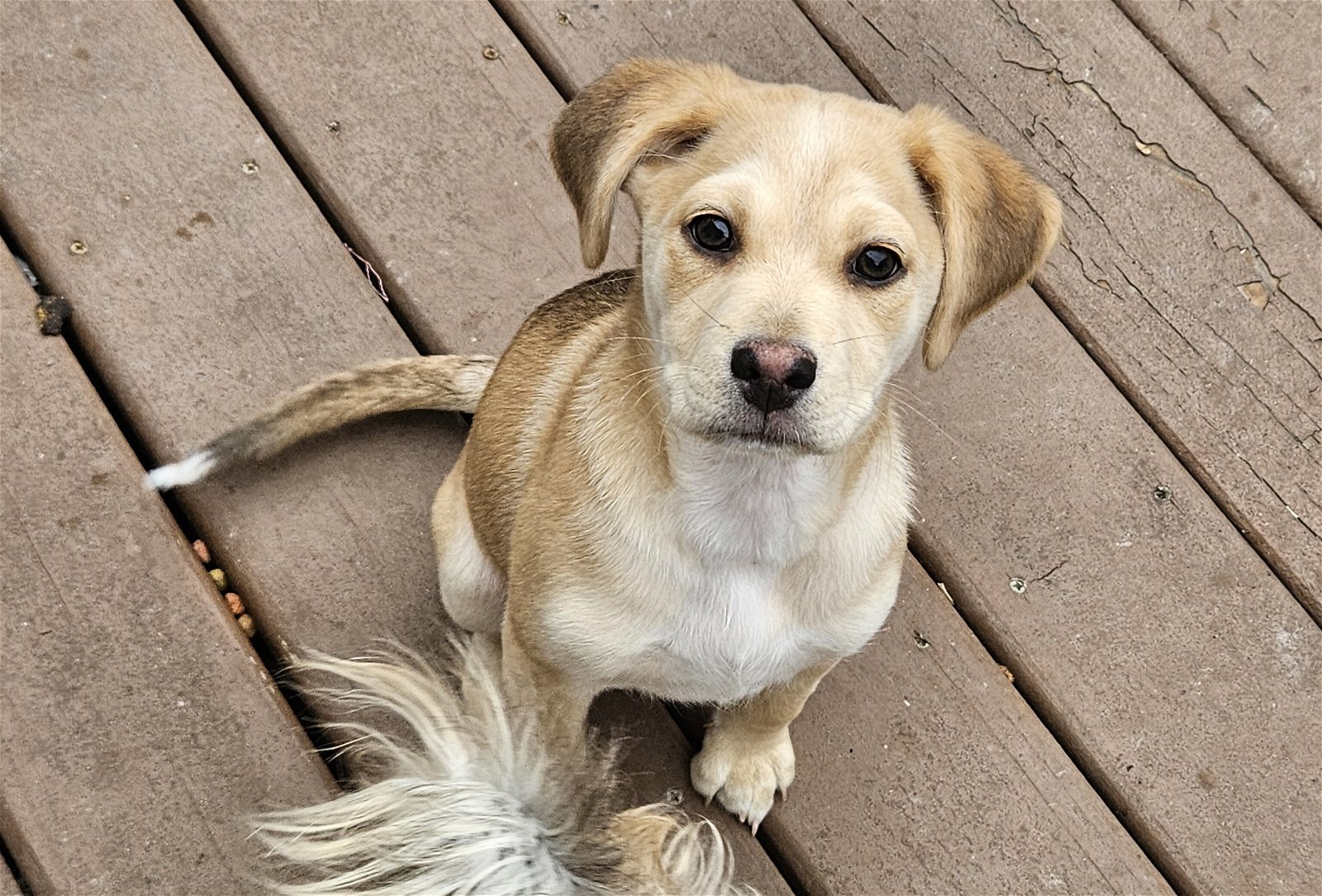 adoptable Dog in Poplar Bluff, MO named Margo