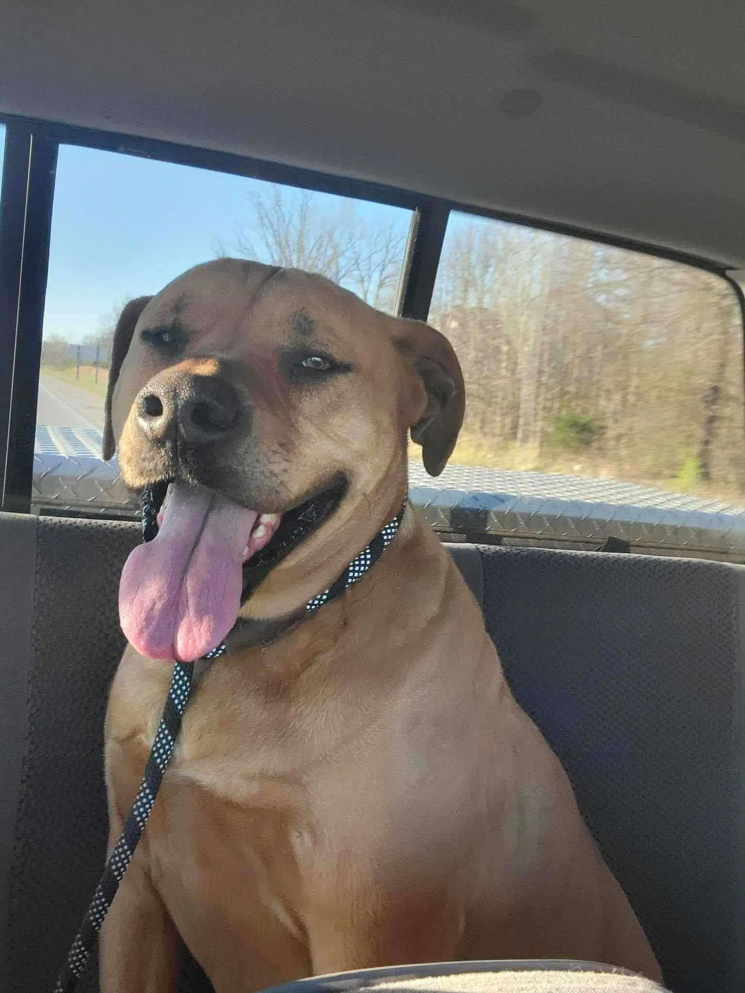 Odin - Mastiff