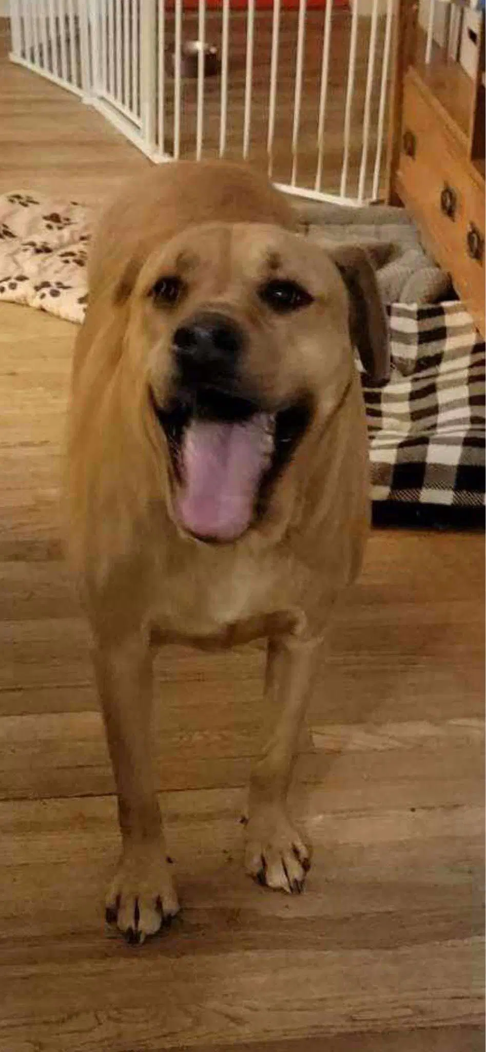Odin image 2