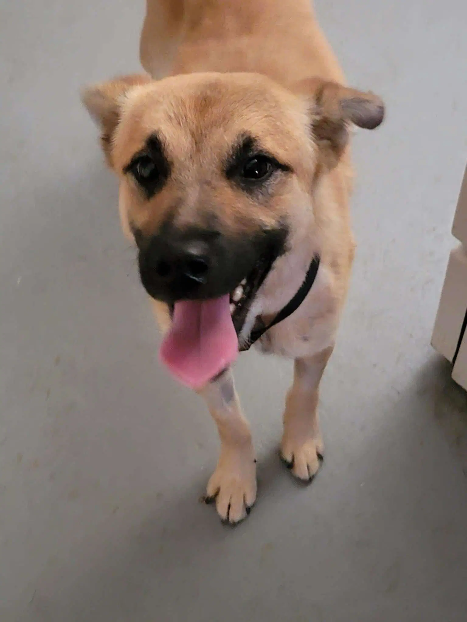 Bruno image 2