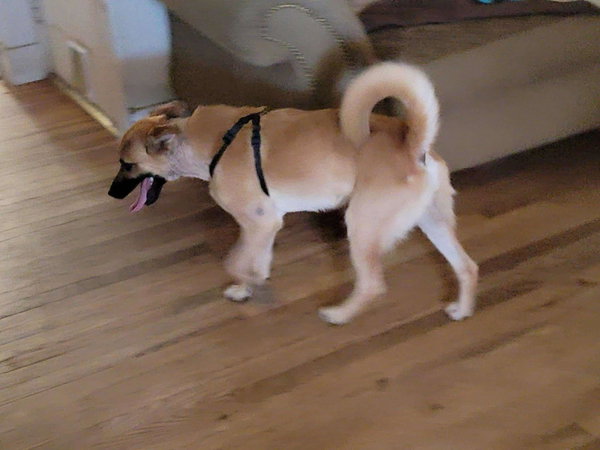 Bruno