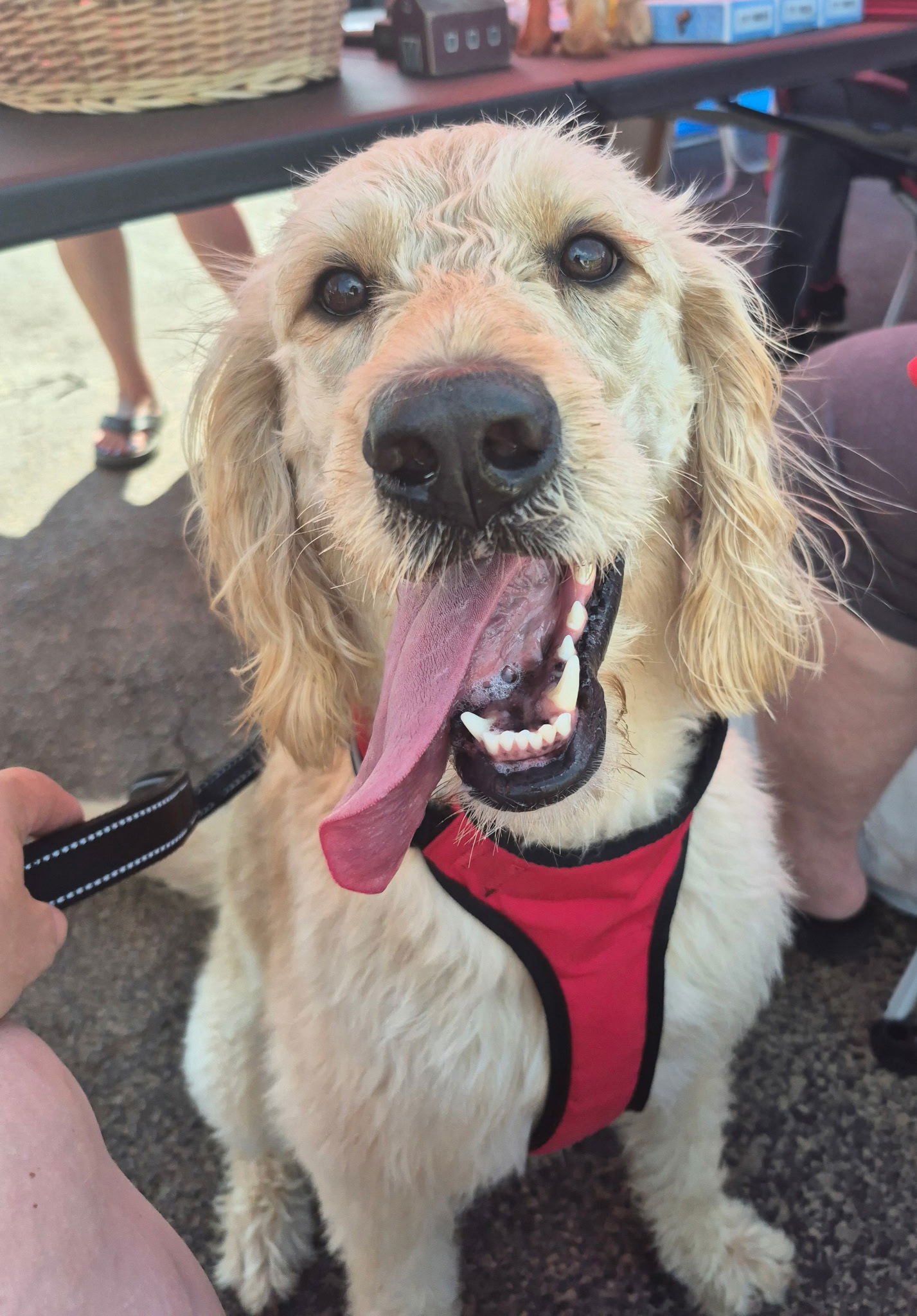 adoptable Dog in Poplar Bluff, MO named Ella