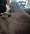 Ella