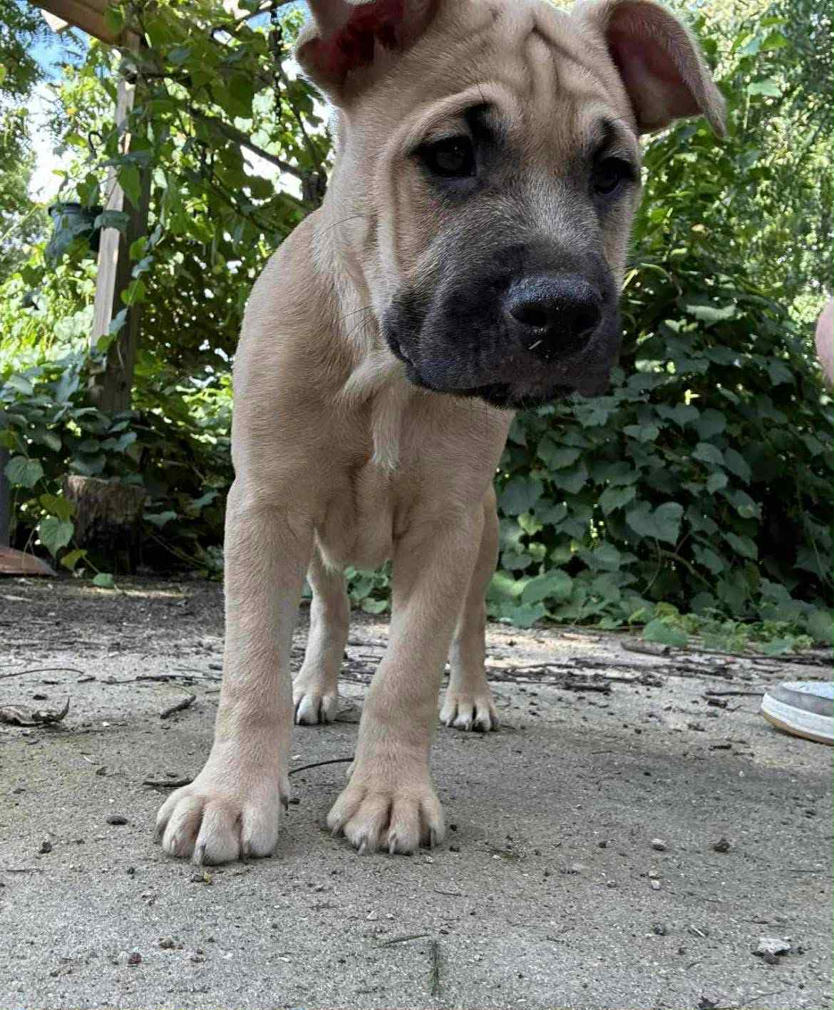 Ben