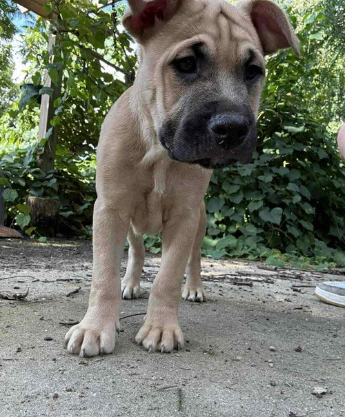 picture of the dog needing adoption